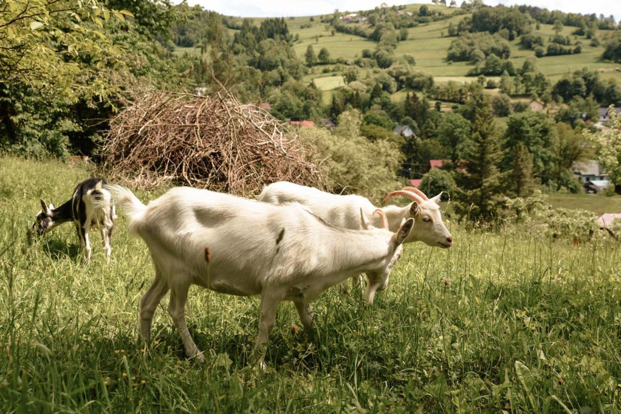 Cisowka Pokoje Goscinne Piwniczna-Zdroj Экстерьер фото